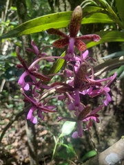 Epidendrum cnemidophorum
