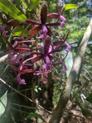 Epidendrum cnemidophorum