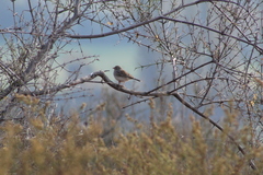 Rhopospina alaudina alaudina