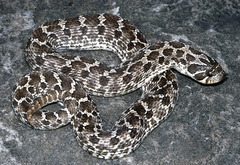 Heterodon nasicus