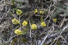 Thymelaea coridifolia