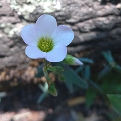 Oxalis alpina