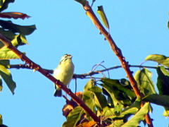 Pogoniulus chrysoconus