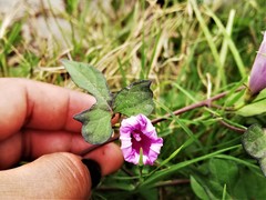 Ipomoea cordatotriloba