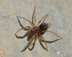 Lycosoides coarctata