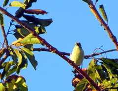 Pogoniulus chrysoconus