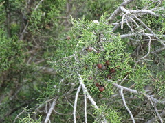 Juniperus phoenicea