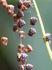 Gasteracantha sanguinea