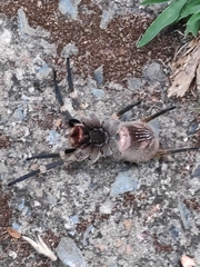 Phoneutria eickstedtae