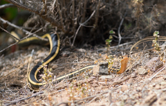 Masticophis lateralis euryxanthus
