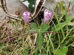 Ipomoea cordatotriloba