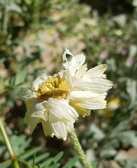 Zinnia acerosa