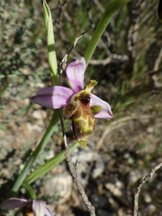 Ophrys scolopax