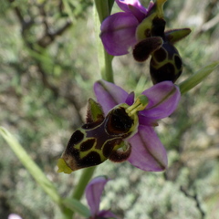 Ophrys scolopax