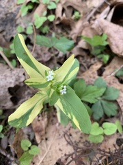 Valerianella chenopodifolia