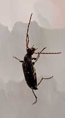 Grammoptera ruficornis