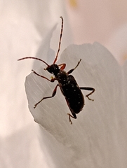 Grammoptera ruficornis