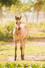 Equus caballus