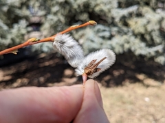 Salix daphnoides