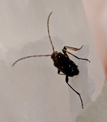 Grammoptera ruficornis