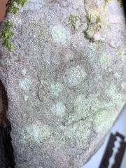 Porpidia soredizodes