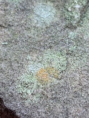 Porpidia soredizodes