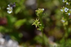 Valerianella echinata