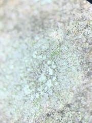 Porpidia soredizodes