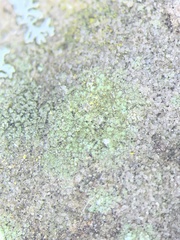 Porpidia soredizodes