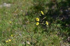 Sonchus asper glaucescens