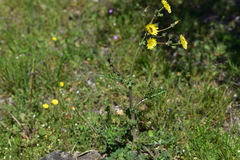 Sonchus asper glaucescens