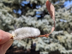 Salix daphnoides