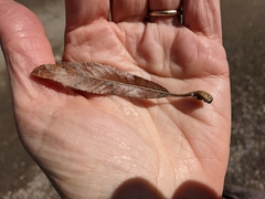Salix daphnoides