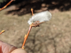 Salix daphnoides