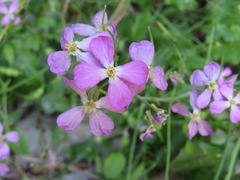 Raphanus sativus raphanistroides