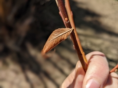 Salix daphnoides