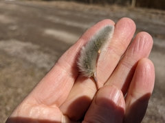 Salix daphnoides