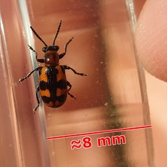 Crioceris bicruciata