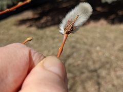 Salix daphnoides