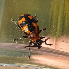 Crioceris bicruciata