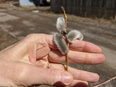 Salix daphnoides