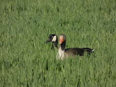 Branta canadensis