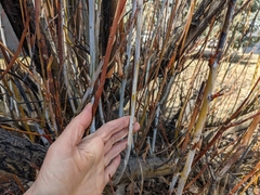 Salix daphnoides