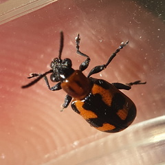 Crioceris bicruciata