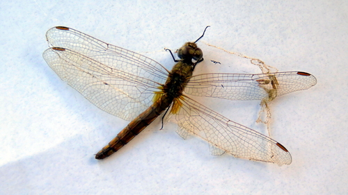 Violet Dropwing