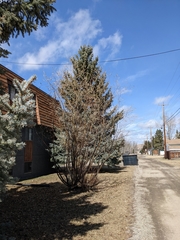 Salix daphnoides