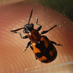 Crioceris bicruciata