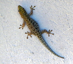 Lygodactylus chobiensis