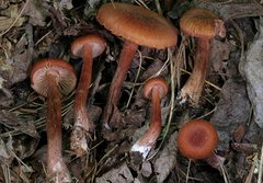 Laccaria laccata