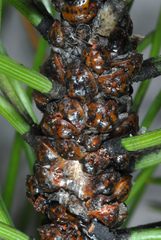 Toumeyella parvicornis